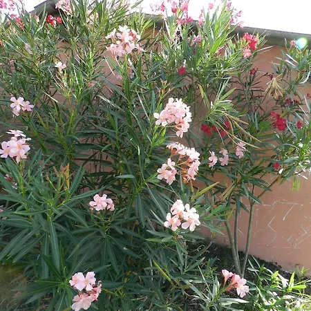 Agriturismo Zio Michele Guest house *