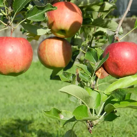 Agriturismo Zio Michele Guest house *
